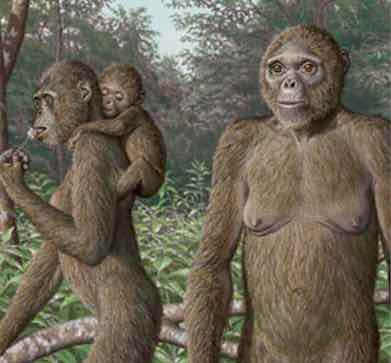 Paleoartist reconstruction of the 4.4 million year old human ancestor, Ardipithecus ramidus standing in its natural habitat